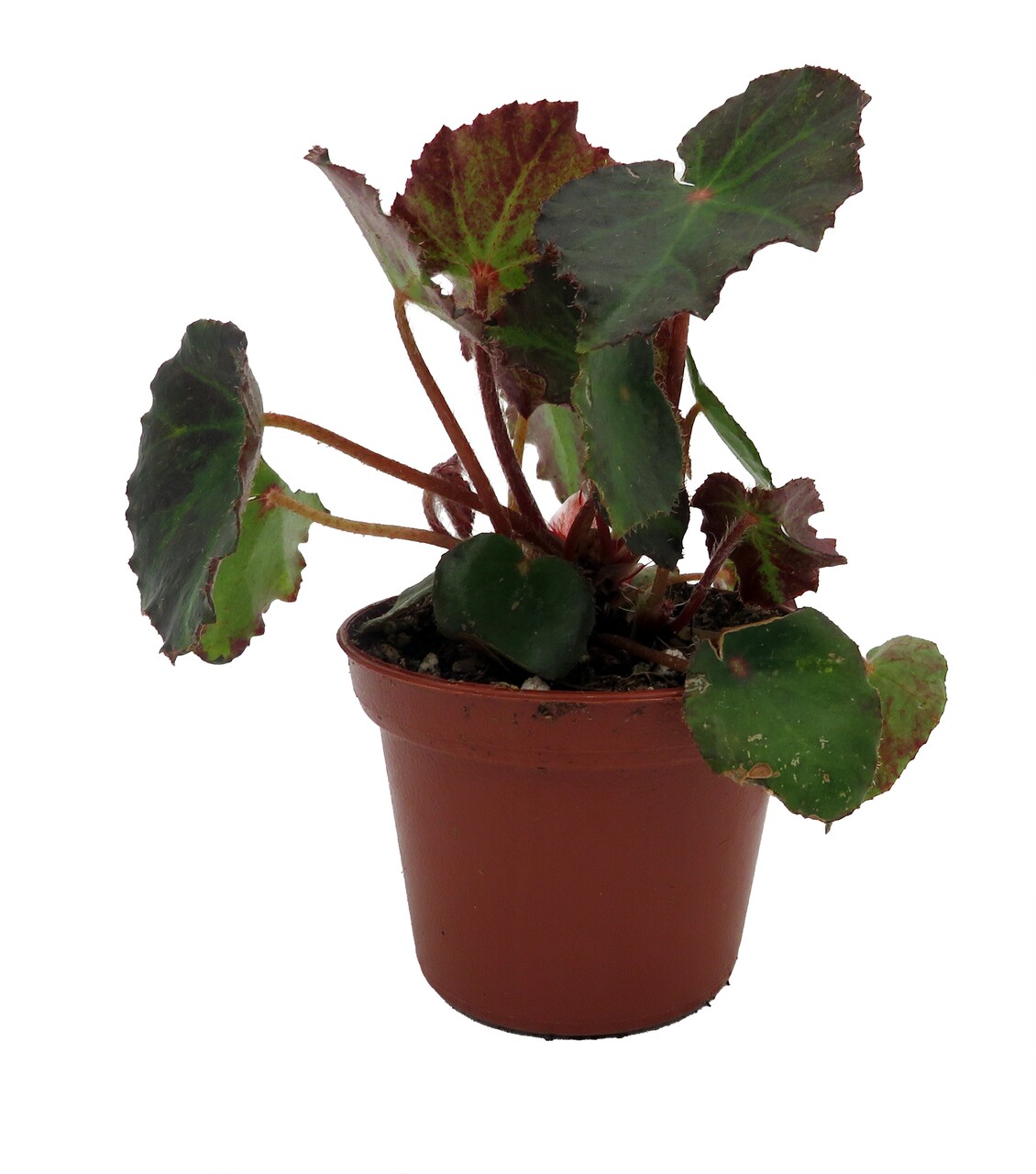 Boyfriend Begonia Plant -2.5" Pot- Terrarium/Fairy Garden/Houseplant